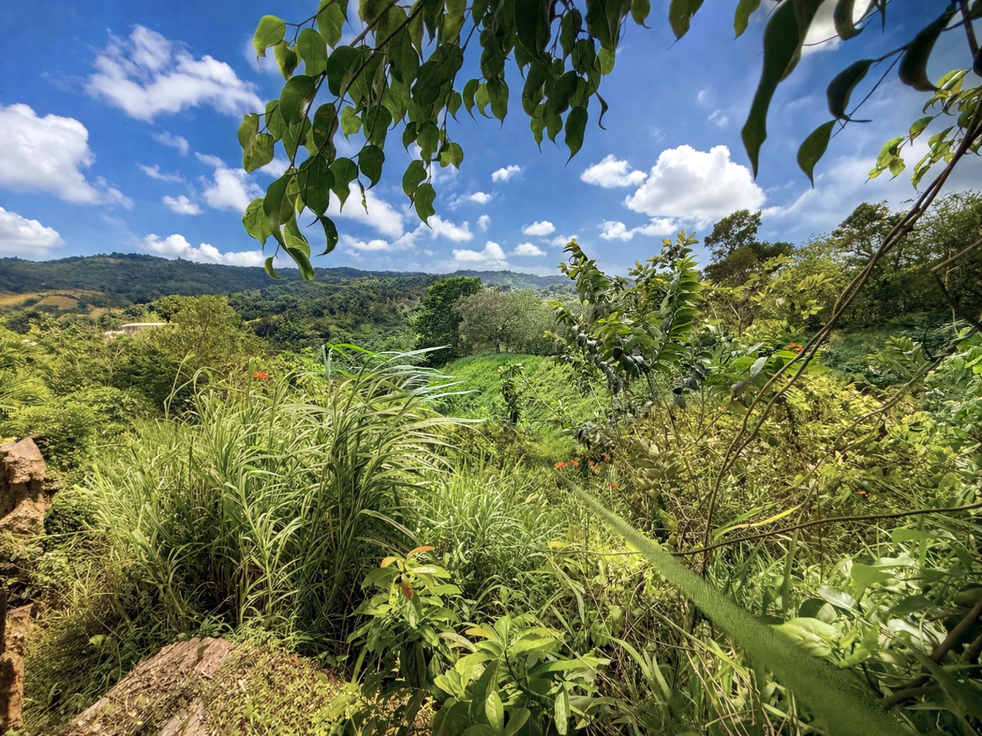Camino Sioso Virella, Corozal - 9