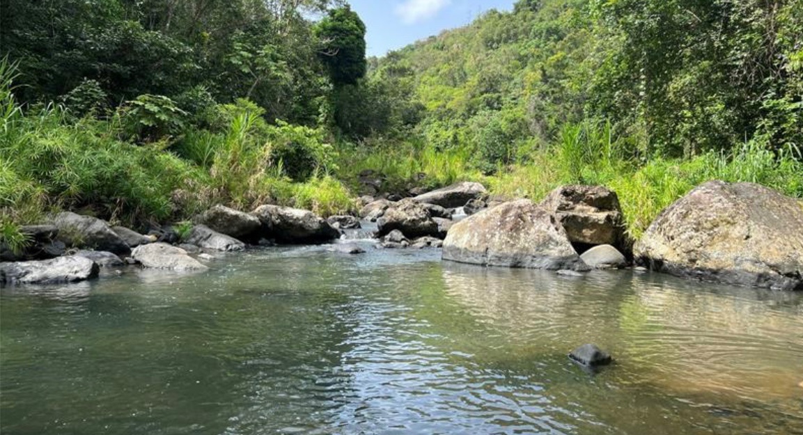 Finca de 10.6 cuerdas de terreno con 1,500 pies frente  Rio Canovanillas.  Preciosa!, Canóvanas - 13