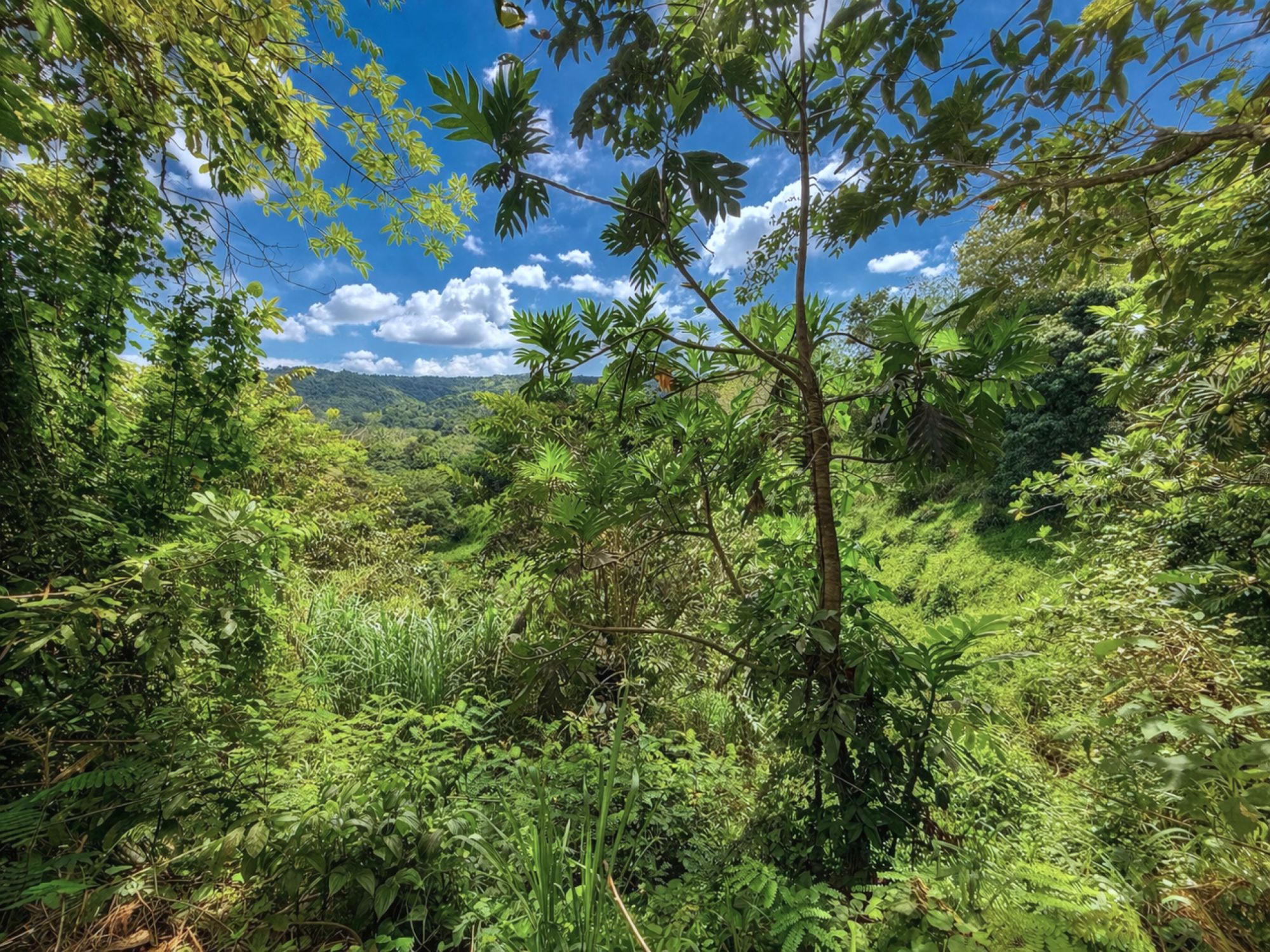 Camino Sioso Virella, Corozal - 10