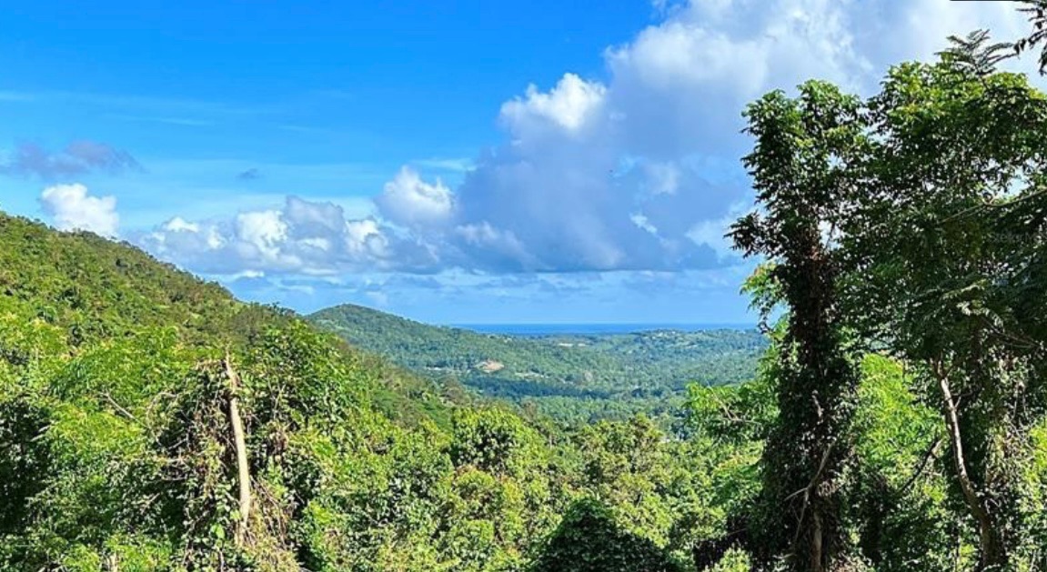 Finca de 10.6 cuerdas de terreno con 1,500 pies frente  Rio Canovanillas.  Preciosa!, Canóvanas - 11