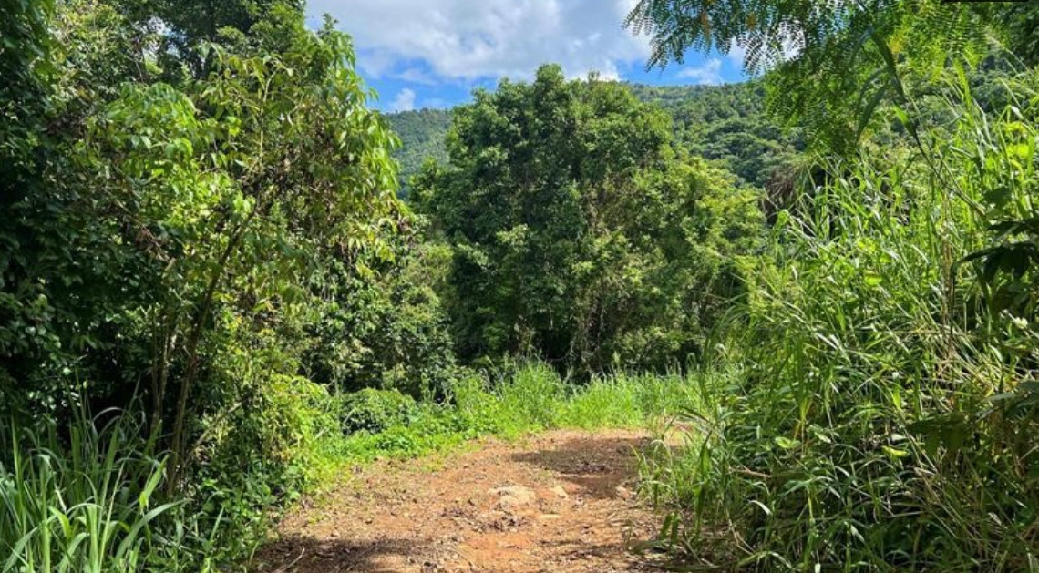 Finca de 10.6 cuerdas de terreno con 1,500 pies frente  Rio Canovanillas.  Preciosa!, Canóvanas - 12