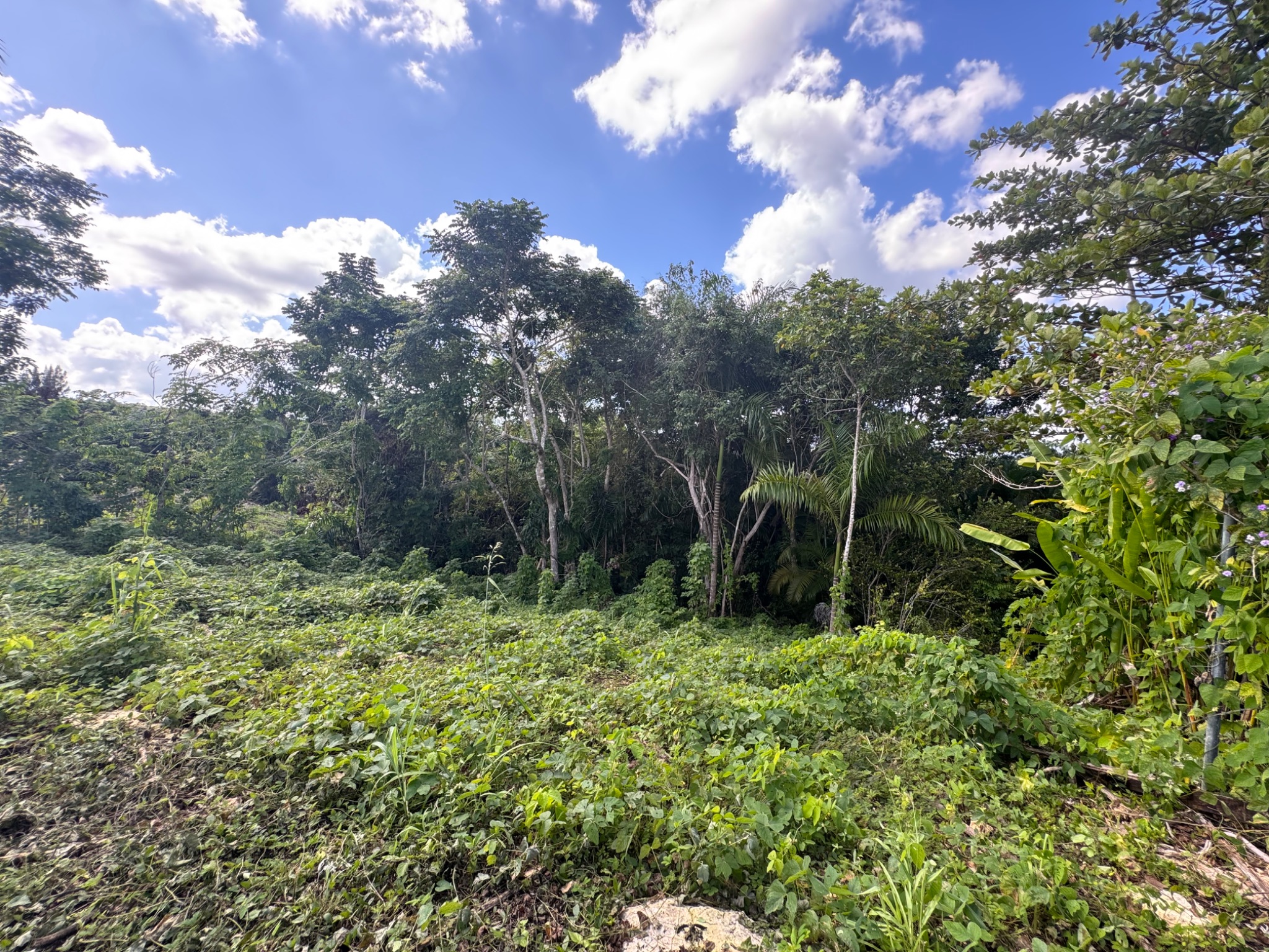 Carr 455 km 2.8 Int. Bo. Cibao, San Sebastian PR 00685, San Sebastián - 13
