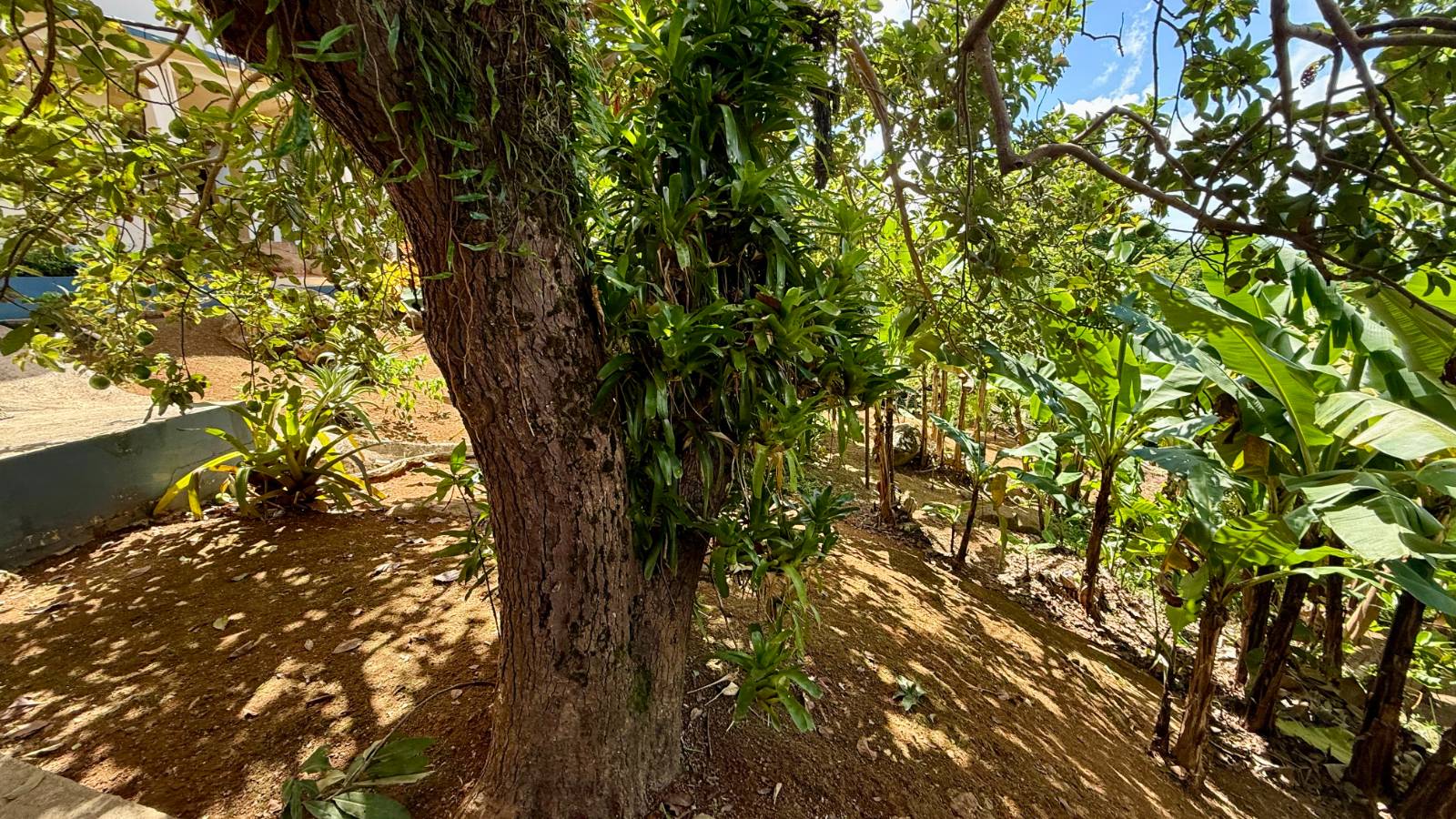 Lot 1, Rd.957, Km 3.7 Int. Palma Sola Ward, Canovanas - 96