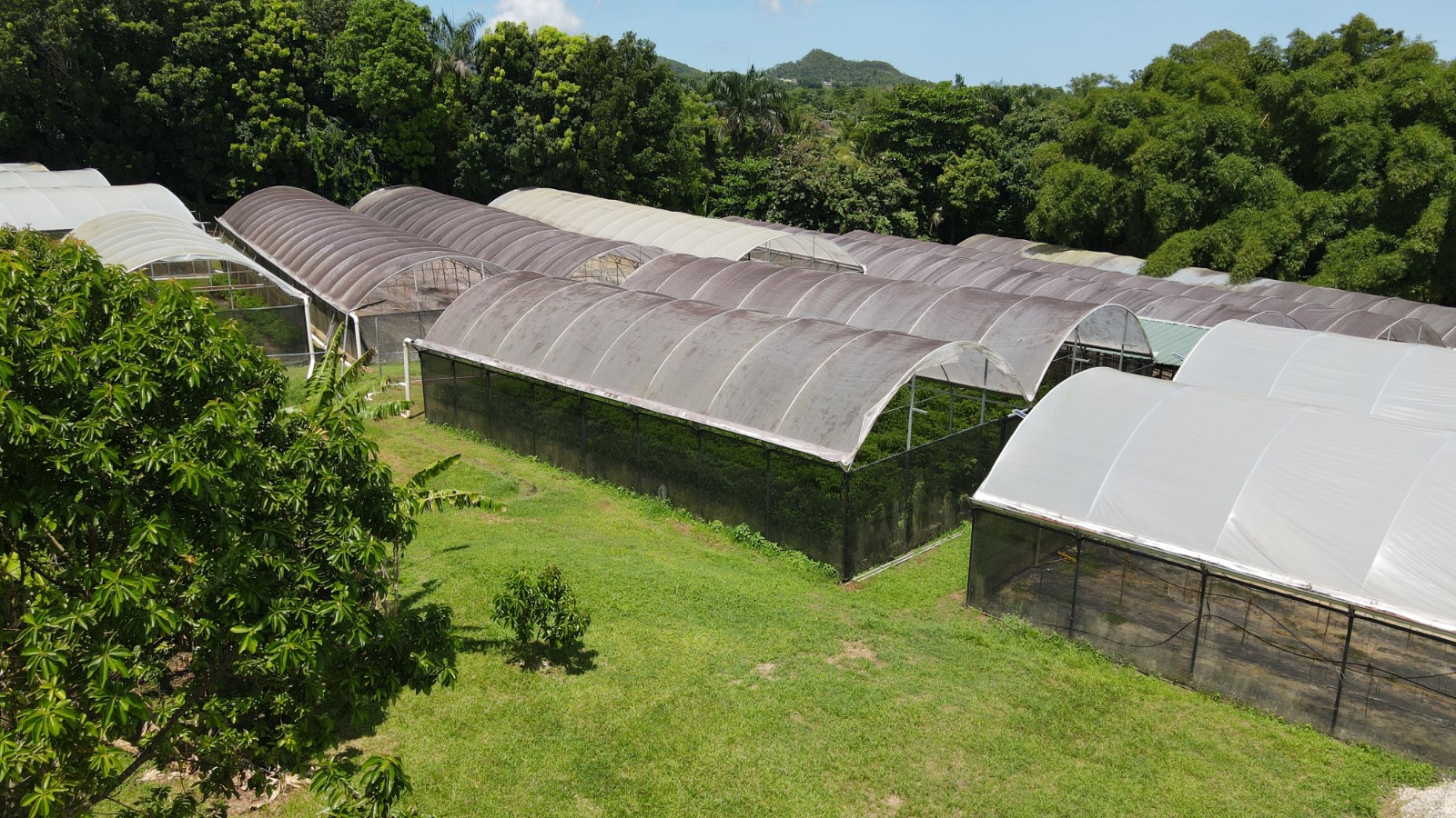 137 Km. 9.9, Bo. Franquez La Alianza, Morovis - 5