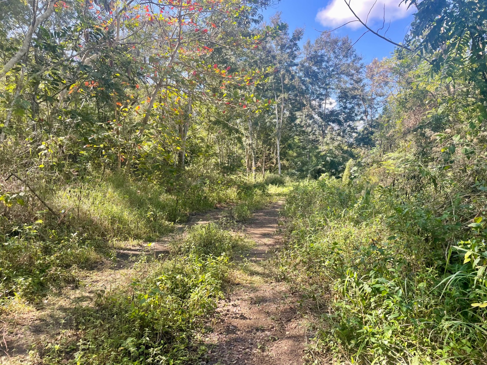 Pr-312, Monte Grande Ward, Cabo Rojo - 2