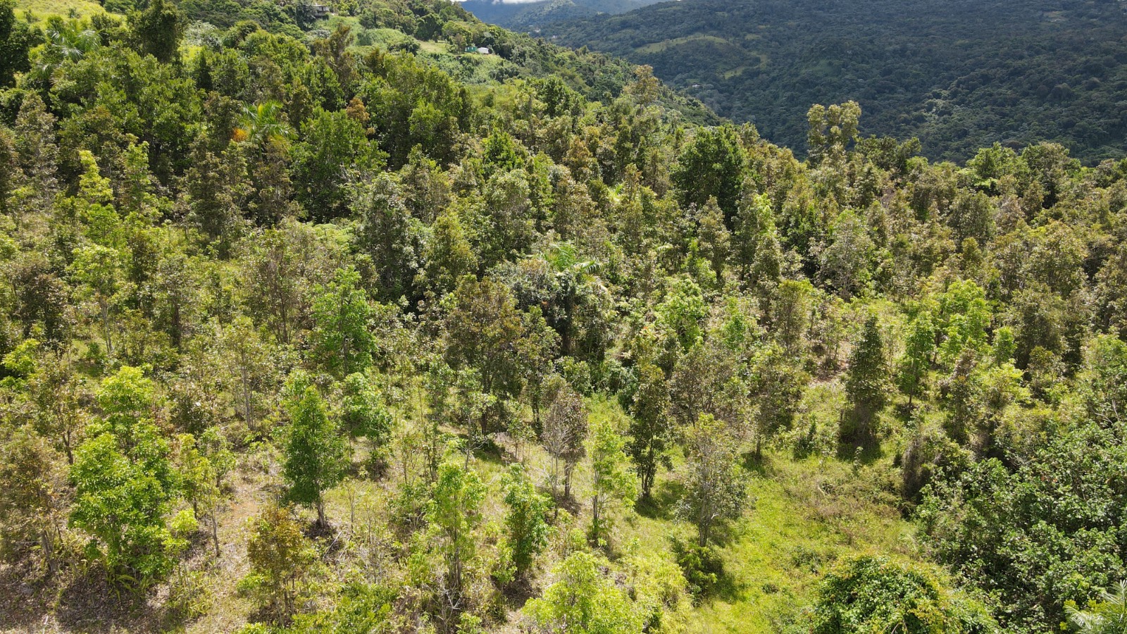 185, Bo Campo Rico, Sec. Peniel , Carr 185 Km, Canovanas - 5