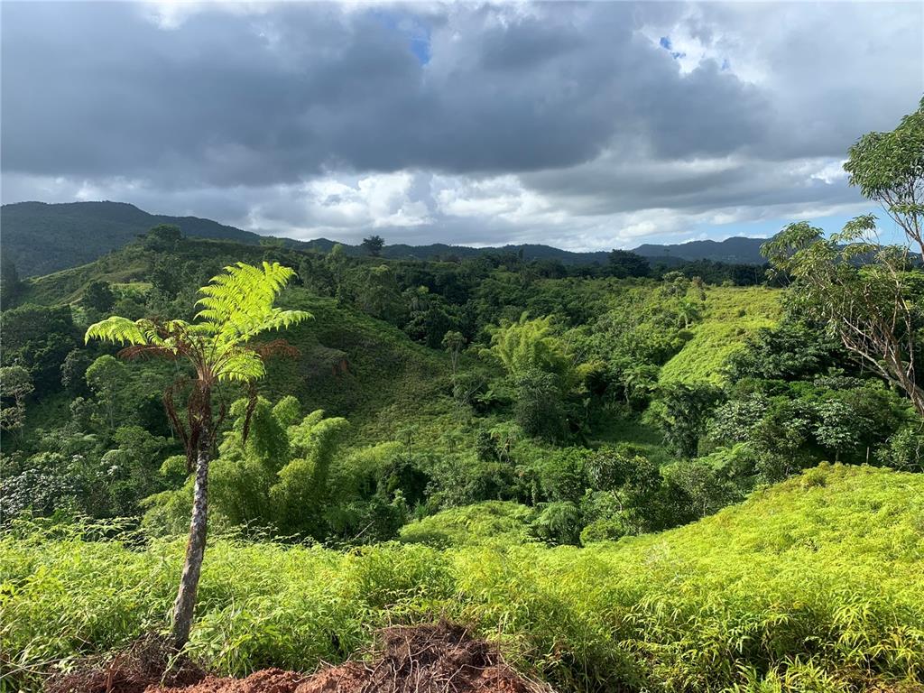 Guayabotas, Yabucoa - 10