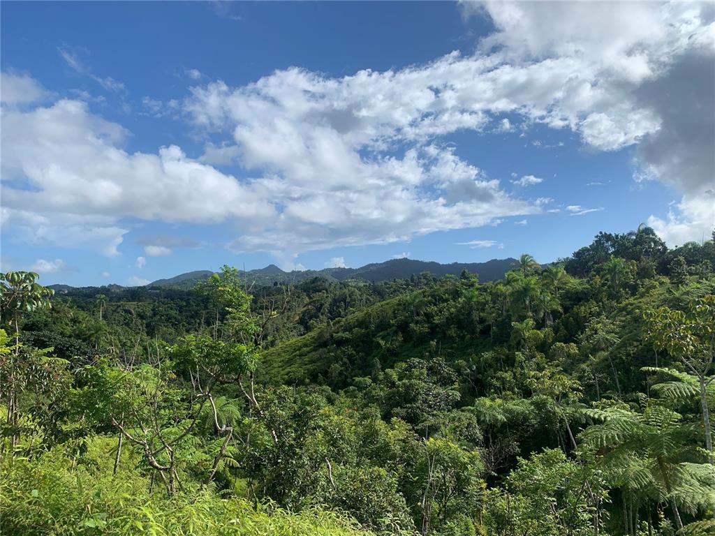 Guayabotas, Yabucoa - 11