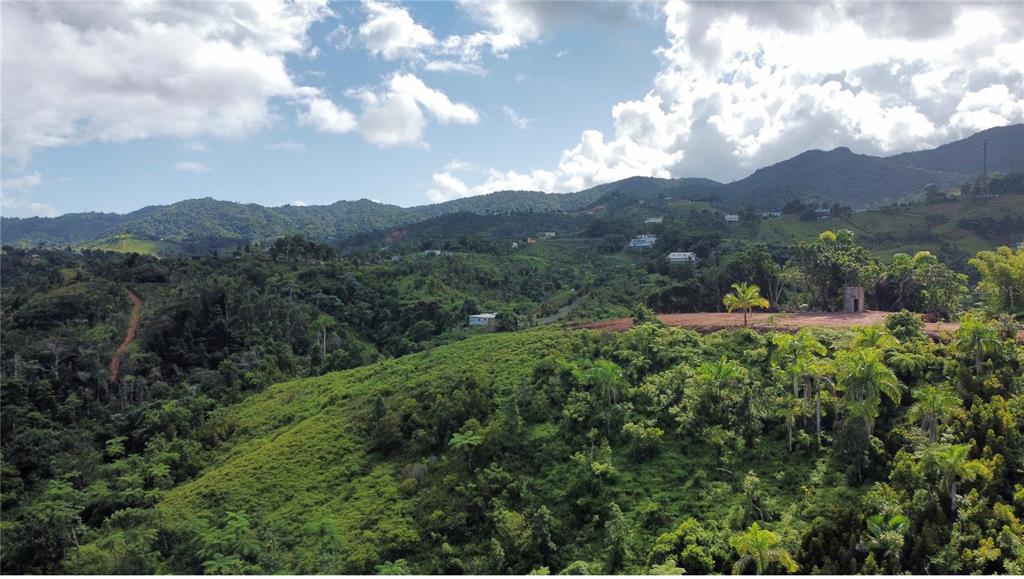 Guayabotas, Yabucoa - 12