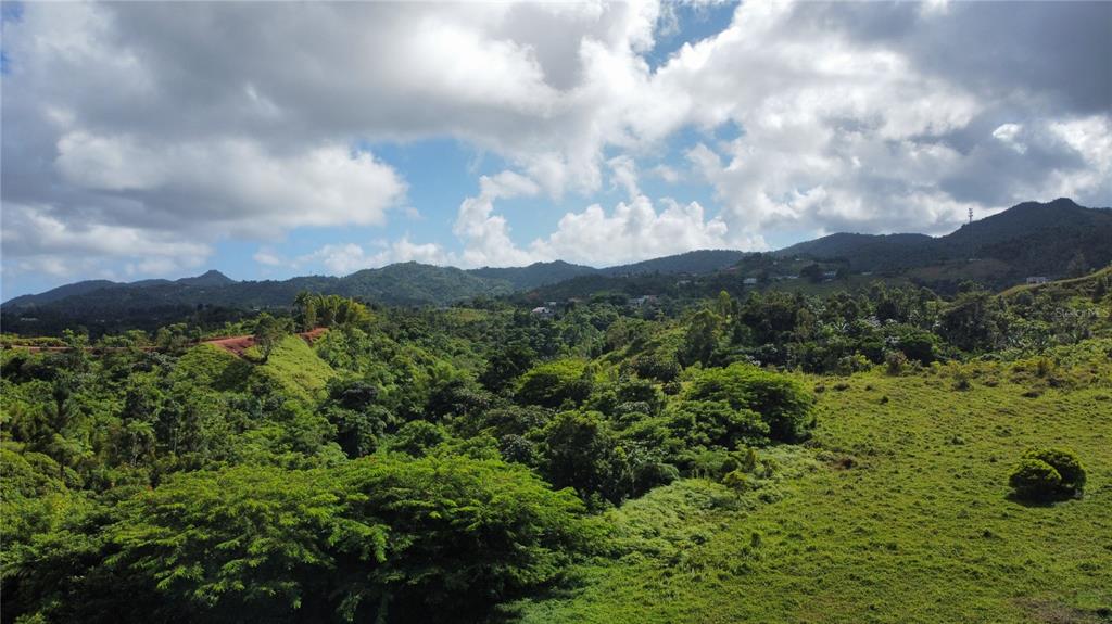 Guayabotas, Yabucoa - 13