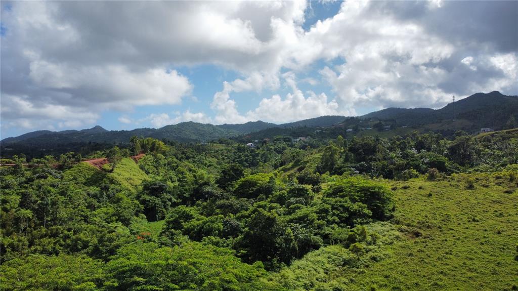 Guayabotas, Yabucoa - 14