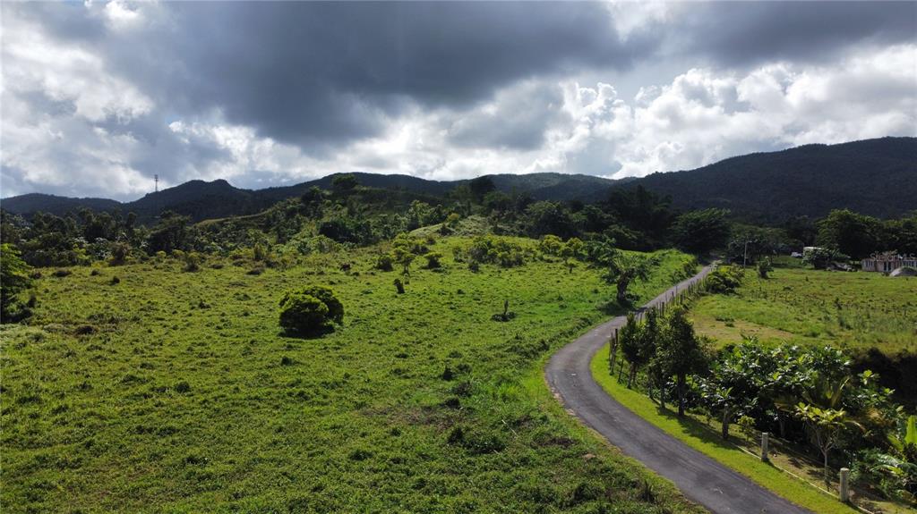Guayabotas, Yabucoa - 15