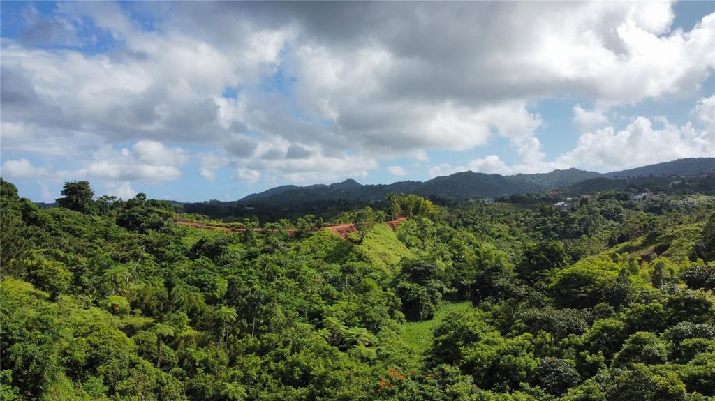 Guayabotas, Yabucoa - 16