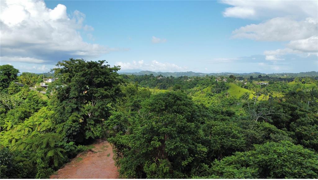 Guayabotas, Yabucoa - 2