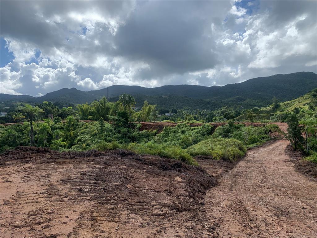Guayabotas, Yabucoa - 5