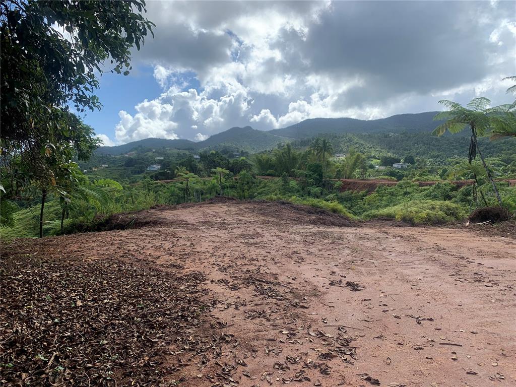 Guayabotas, Yabucoa - 7