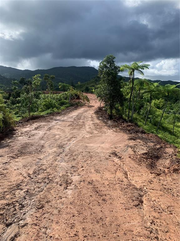 Guayabotas, Yabucoa - 8