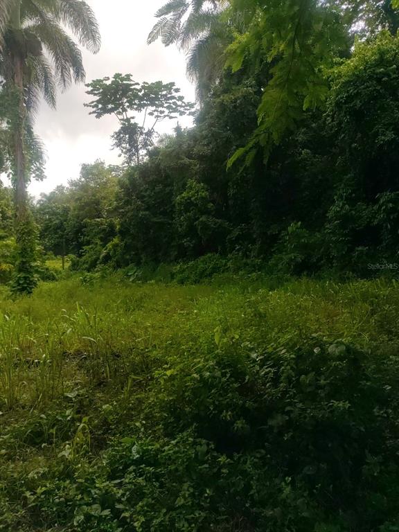 Carr 821 Km 1.9, Corozal - 10