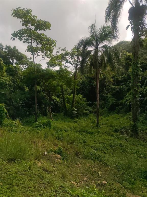 Carr 821 Km 1.9, Corozal - 5