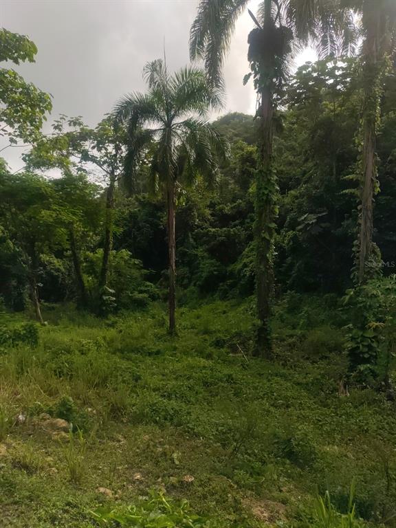 Carr 821 Km 1.9, Corozal - 7