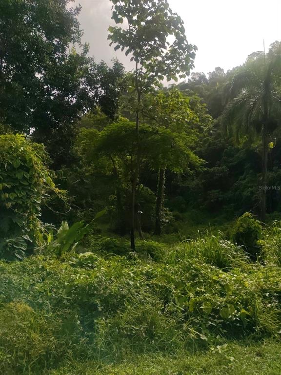 Carr 821 Km 1.9, Corozal - 8
