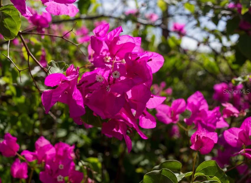 5r, Mount Resaca Barrio Flamenco, Culebra - 55