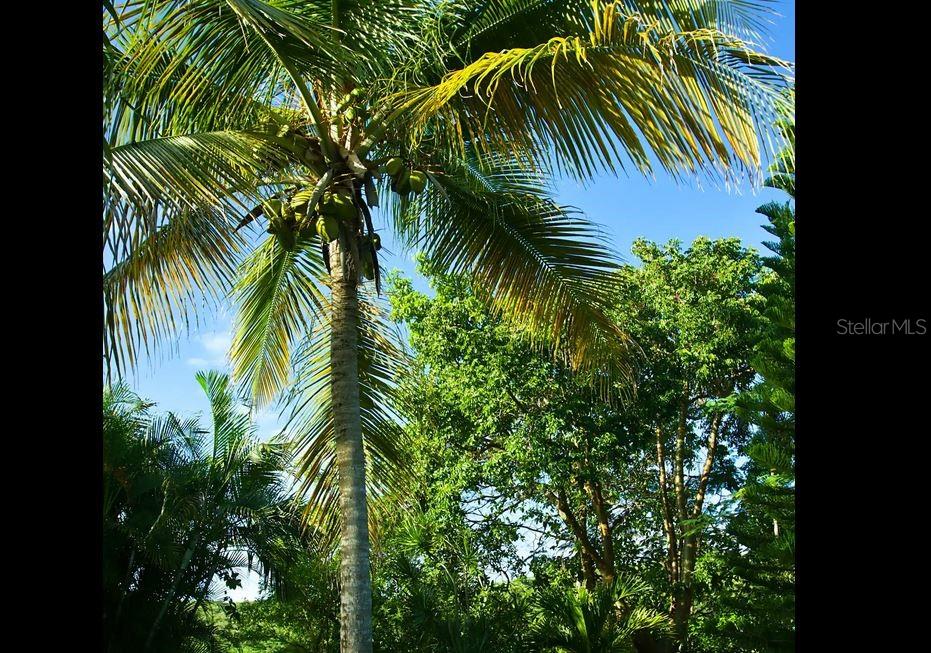 5r, Mount Resaca Barrio Flamenco, Culebra - 63