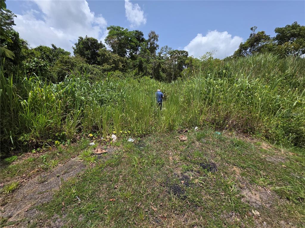Carr-137, Morovis - 2