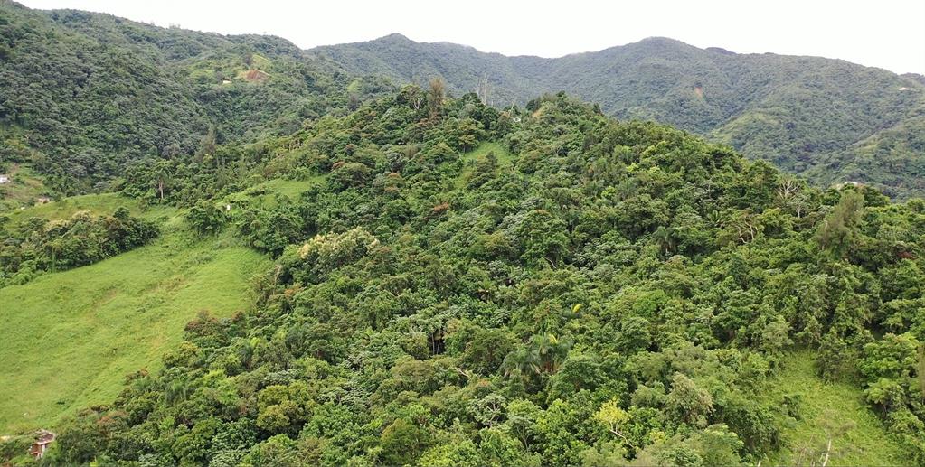 Km 8.0 Int., Pr-765 Bo. San Salvador, Caguas - 2