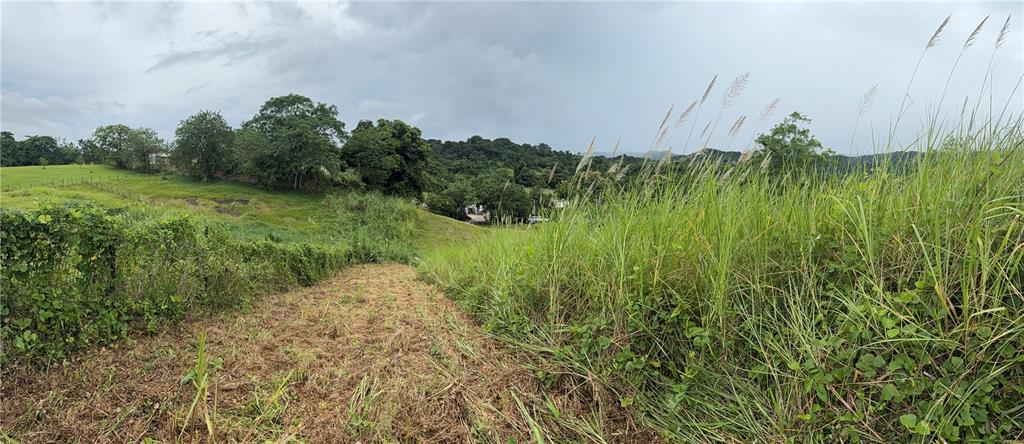 Route 159, Corozal - 12