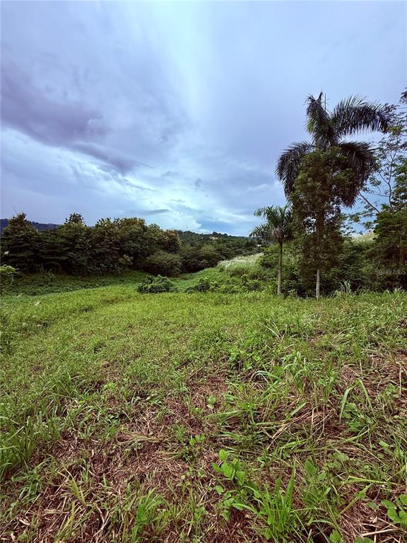Route 159, Corozal - 18