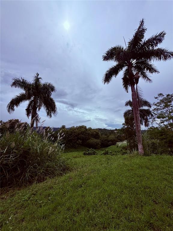 Route 159, Corozal - 19