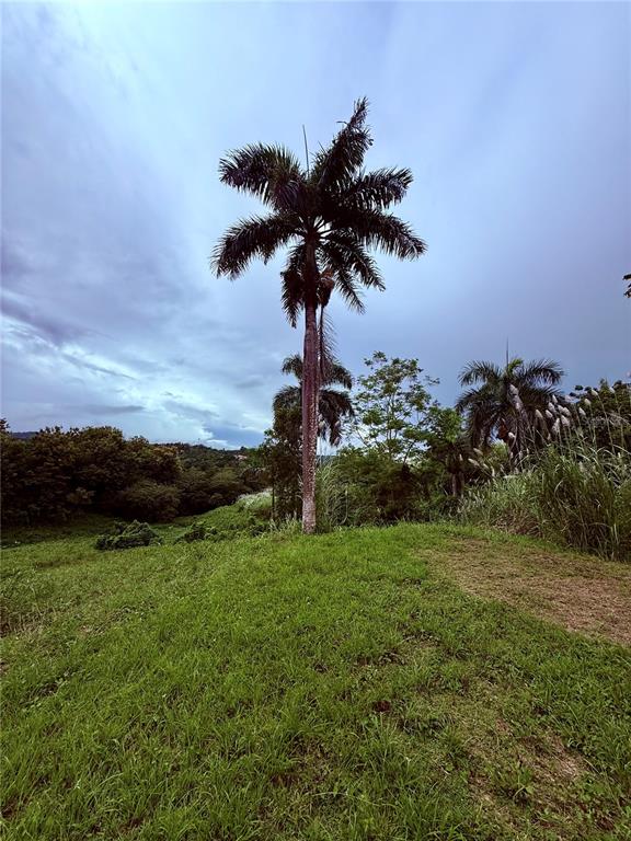 Route 159, Corozal - 20