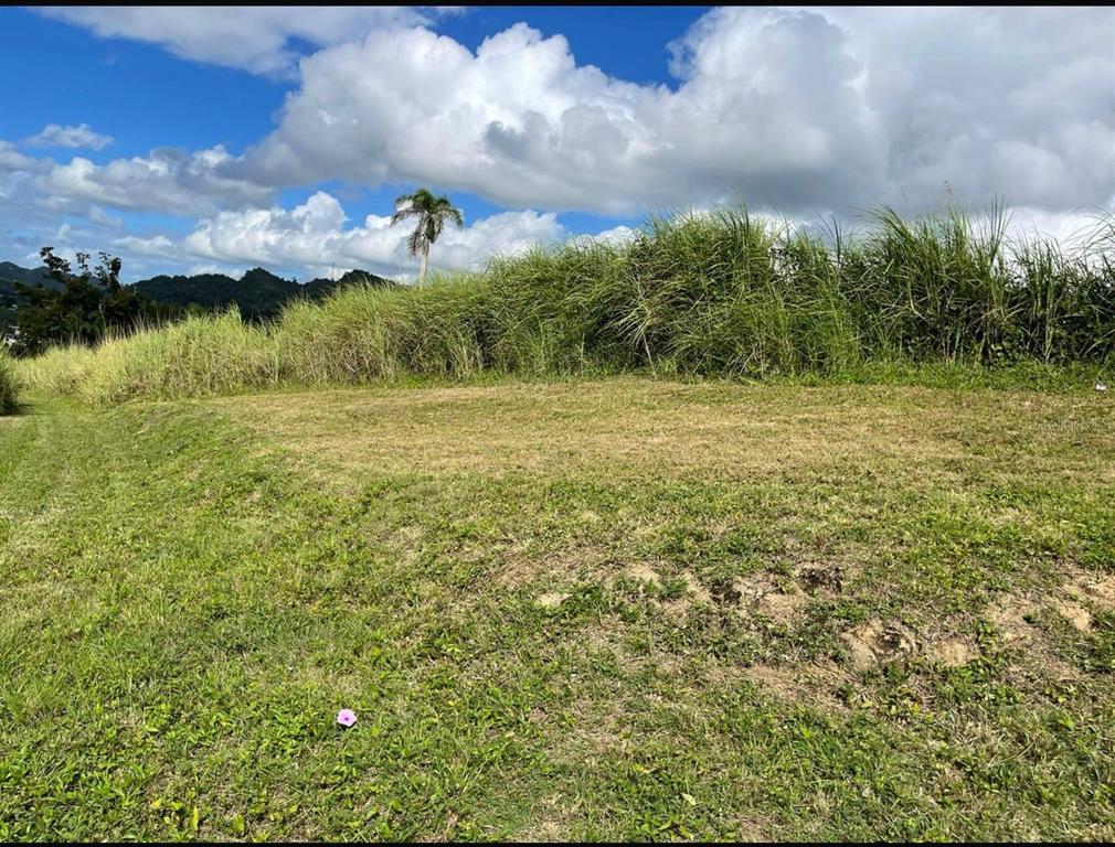 Route 159, Corozal - 29