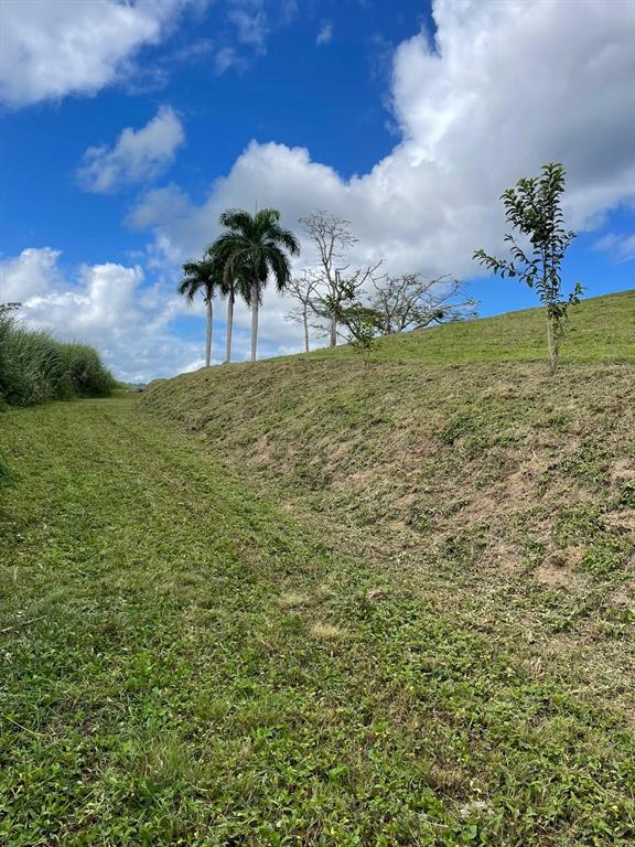 Route 159, Corozal - 41