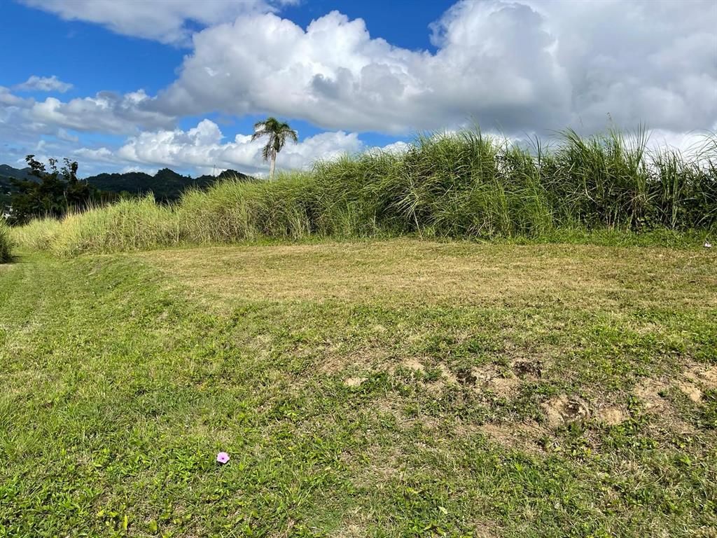 Route 159, Corozal - 43