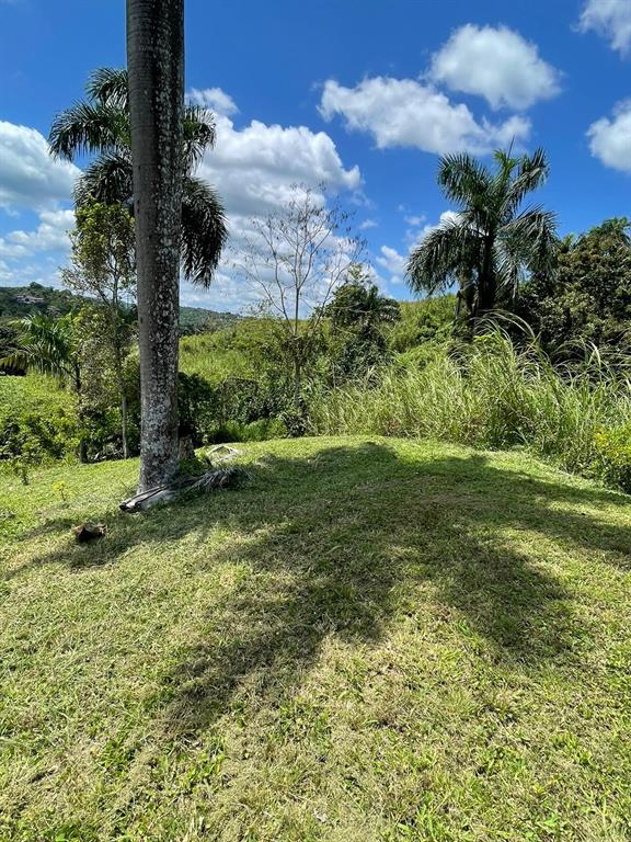 Route 159, Corozal - 55