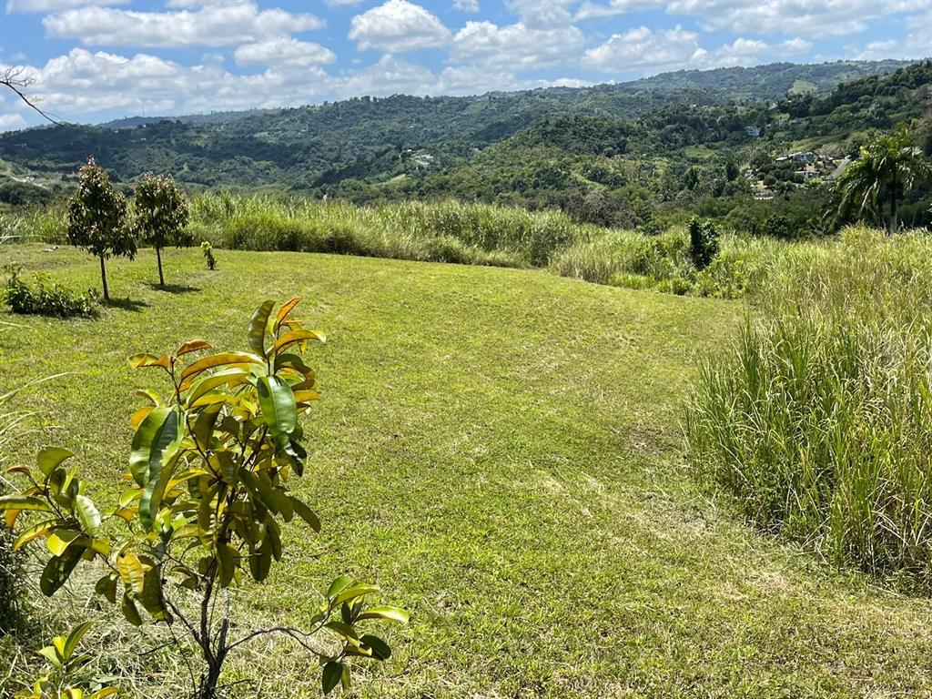 Route 159, Corozal - 60