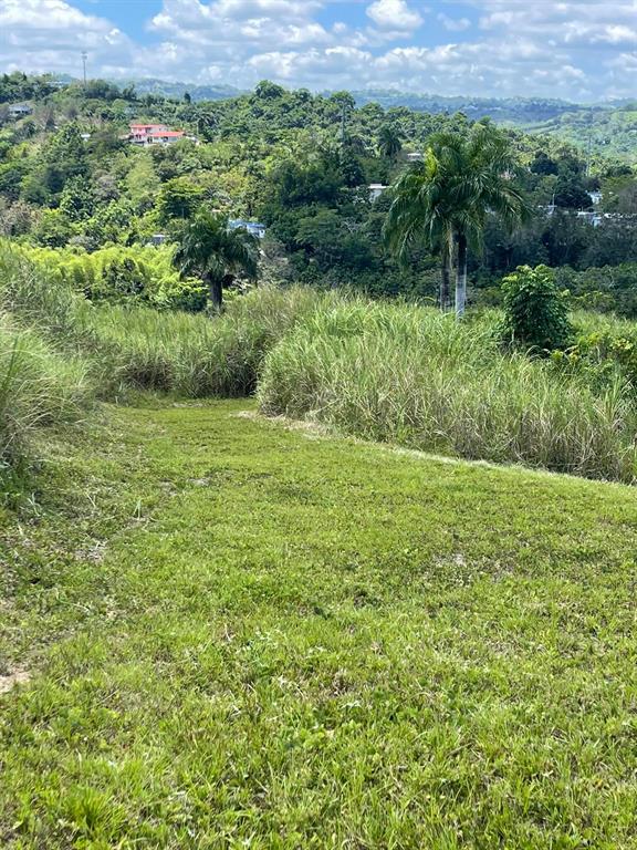 Route 159, Corozal - 65