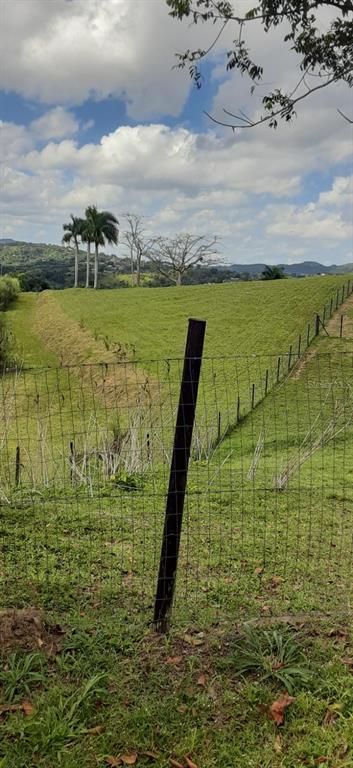 Route 159, Corozal - 68