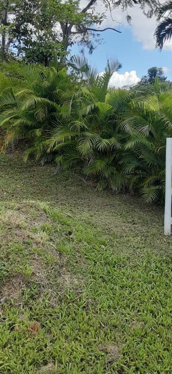 Route 159, Corozal - 70