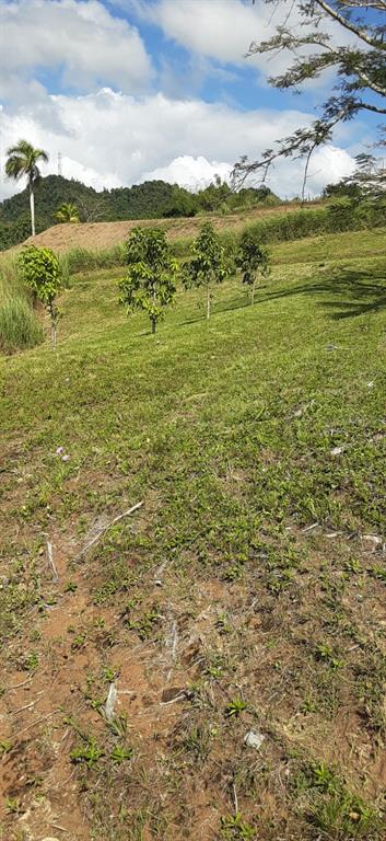 Route 159, Corozal - 71