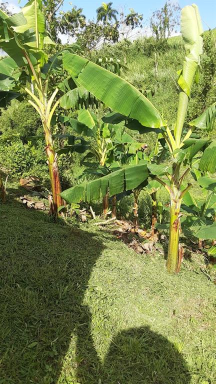 Route 159, Corozal - 80