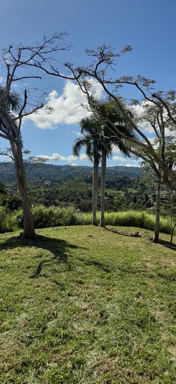 Route 159, Corozal - 82