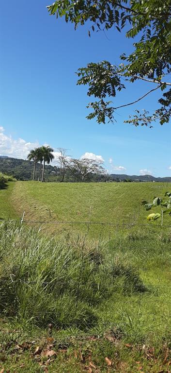 Route 159, Corozal - 83