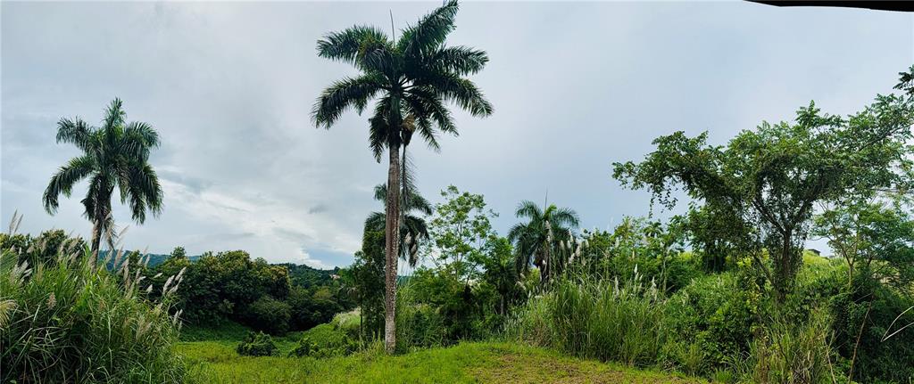 Route 159, Corozal - 9