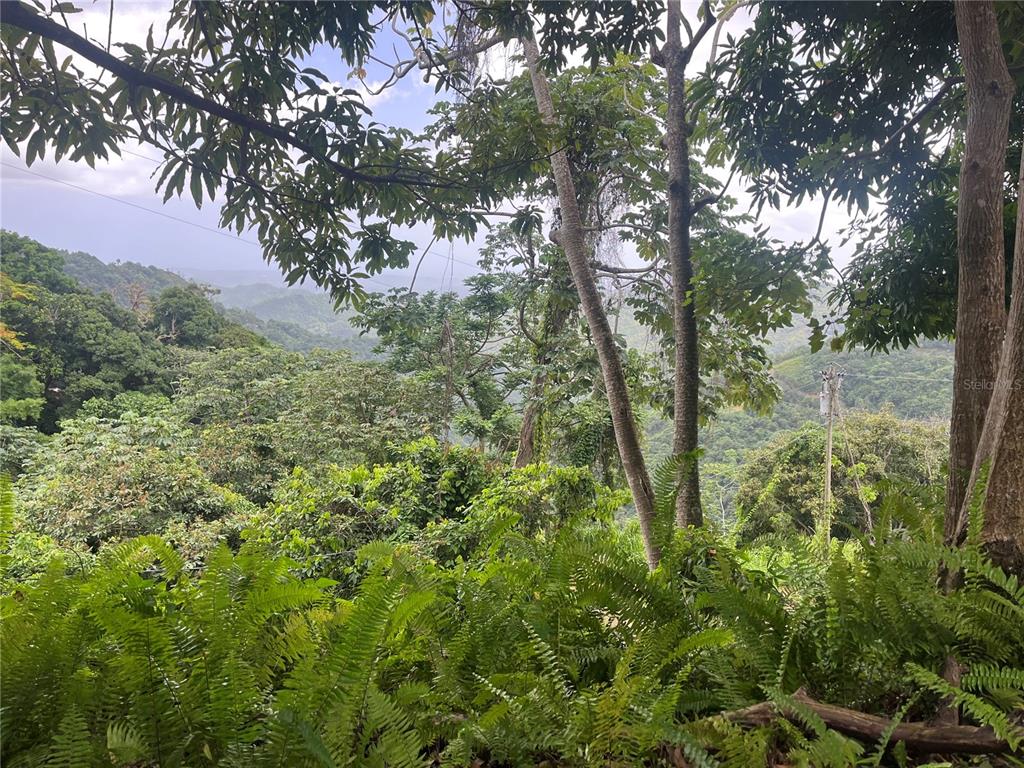 Km 19.9, Carr 128, Yauco - 2