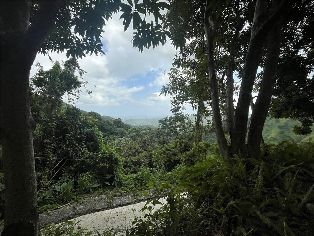 Km 19.9, Carr 128, Yauco - 3