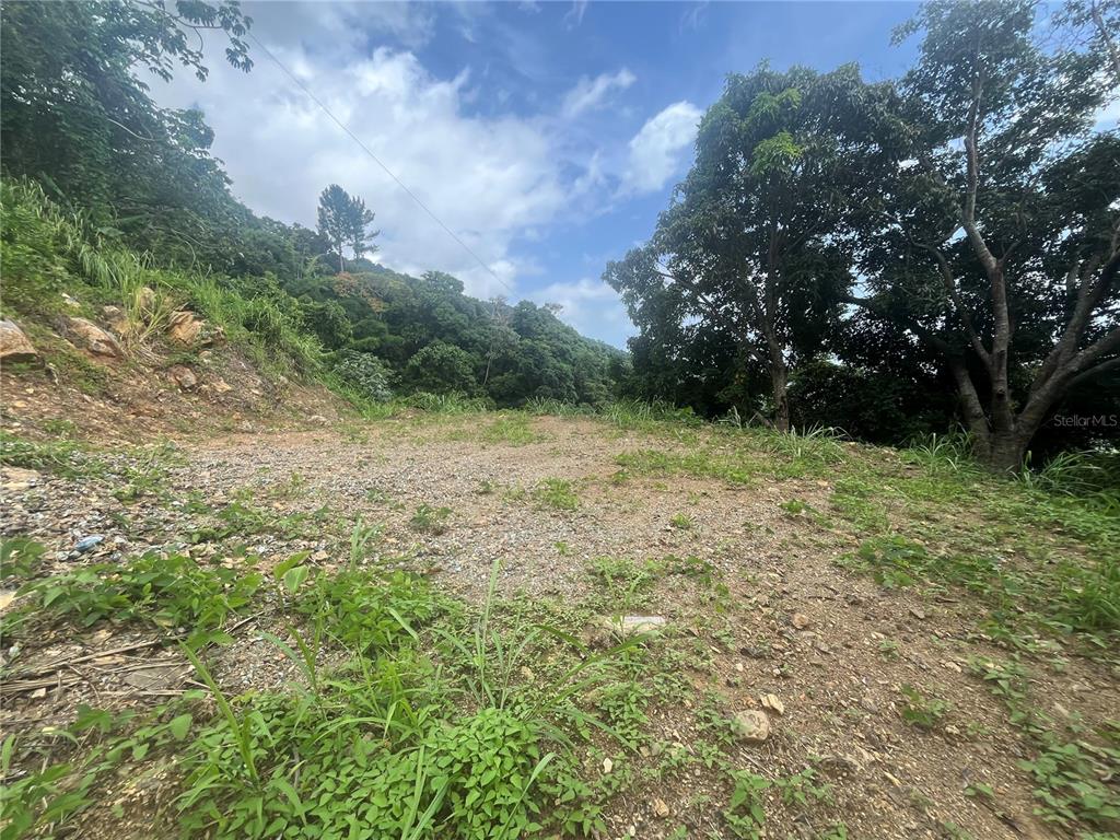 Km 19.9, Carr 128, Yauco - 5