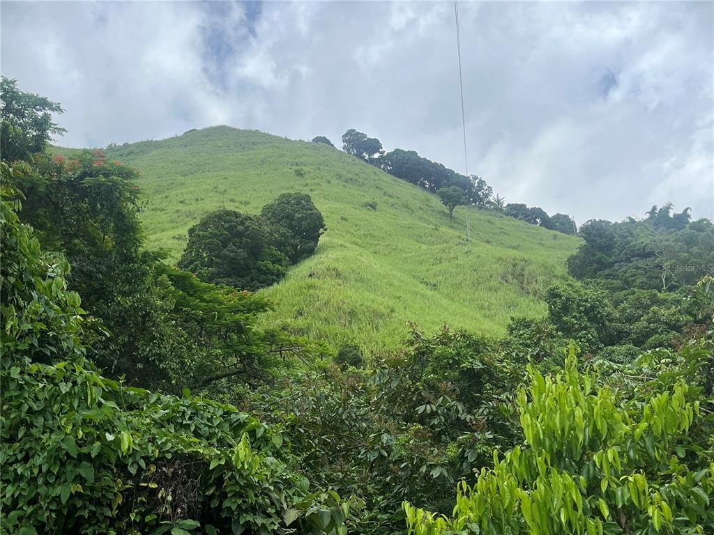 Km 19.9, Carr 128, Yauco - 6